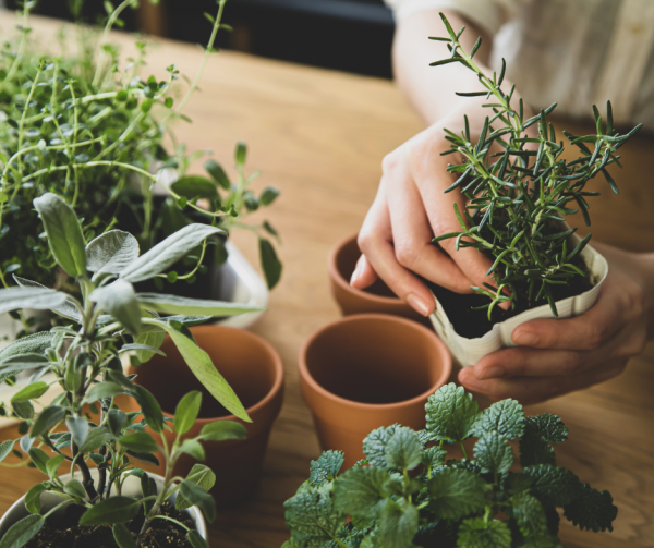 How to Grow a Garden in your Apartment - Market Aapartments