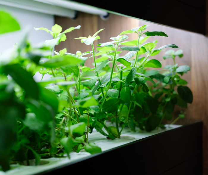 Plant grow lights